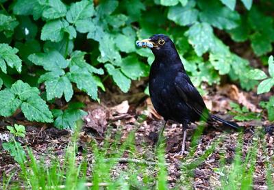 2026-06-17 1 Blackbird