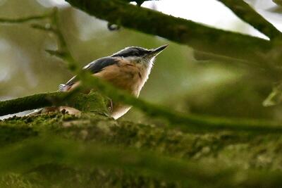 2026-06-18 1 Nuthatch