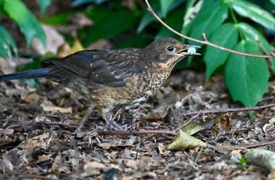 2026-06-25 2 Blackbird juvenile