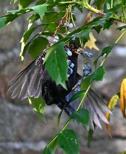 2026-06-25 4 Blackbird