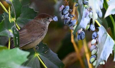 2026-06-25 5 Blackcap female