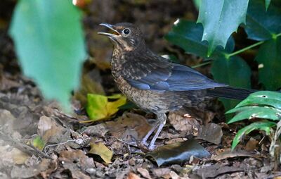 2026-06-25 6 Blackbird juvenile