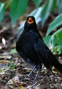 2026-06-25 7 Blackbird