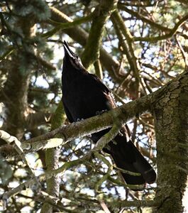 2026-06-25 9 Raven