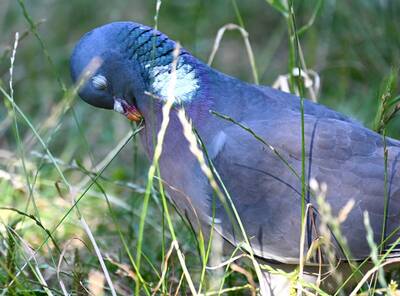 2026-07-16 1 Wood Pigeon