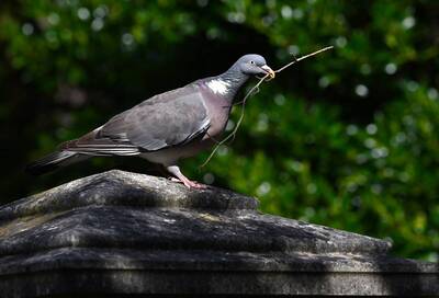 2026-07-16 2 Wood Pigeon