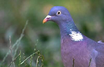2026-07-16 4 Wood Pigeon