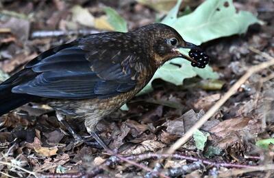 2026-07-17 1 Blackbird juvenile - enlarge for info