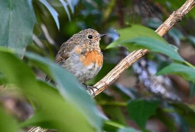 2026-08-07 2 Robin fledgling - enlarge for info