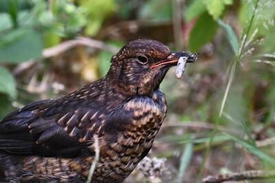 2026-08-11 3 Blackbird juvenile - enlarge for info