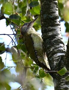 2026-09-09 Green Woodpecker - enlarge for info